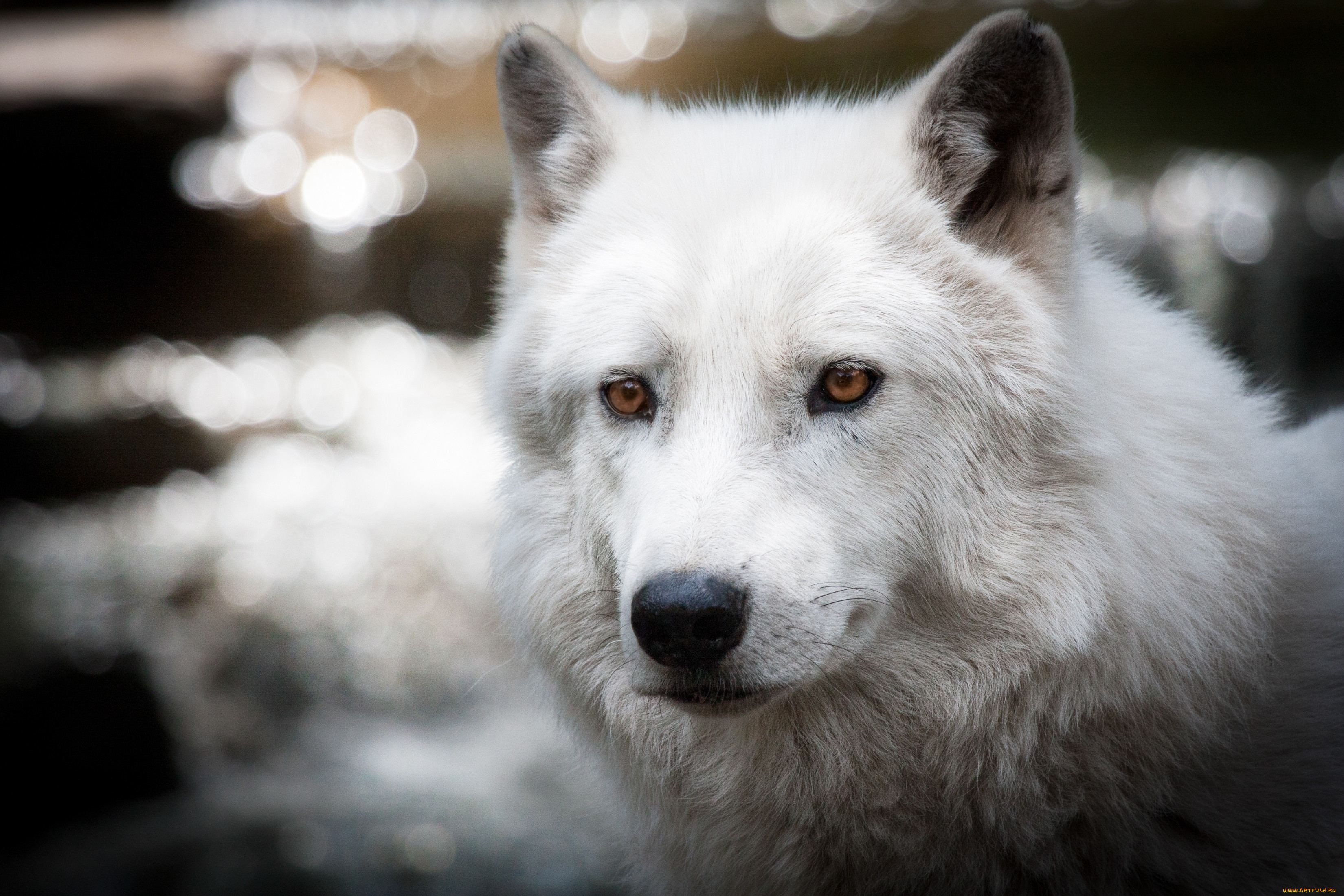Картинка бела. Вайт Вулф. Белый Полярный волк. Лютоволк порода. Белый волк Акелла.